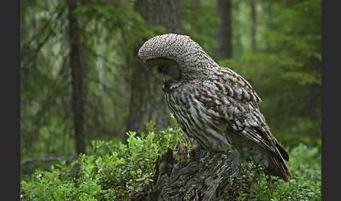 Bartkauz (Strix nebulosa)