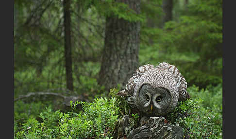 Bartkauz (Strix nebulosa)