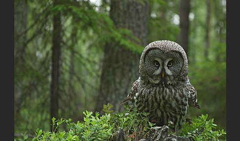 Bartkauz (Strix nebulosa)