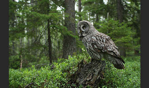 Bartkauz (Strix nebulosa)