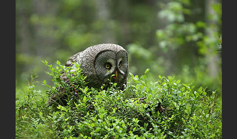 Bartkauz (Strix nebulosa)