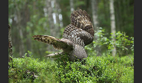 Bartkauz (Strix nebulosa)