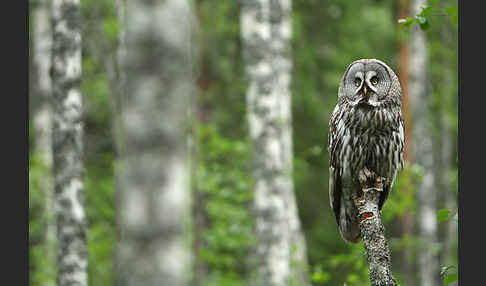 Bartkauz (Strix nebulosa)