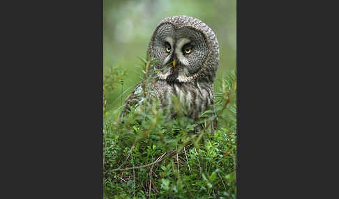 Bartkauz (Strix nebulosa)