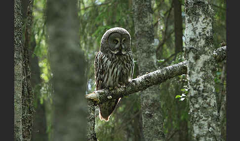 Bartkauz (Strix nebulosa)