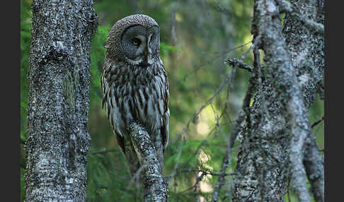 Bartkauz (Strix nebulosa)