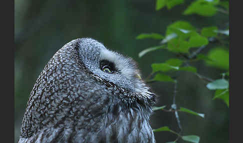 Bartkauz (Strix nebulosa)