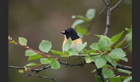 Bergfink (Fringilla montifringilla)