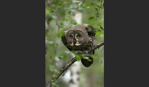 Bartkauz (Strix nebulosa)