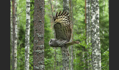 Bartkauz (Strix nebulosa)