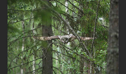 Bartkauz (Strix nebulosa)