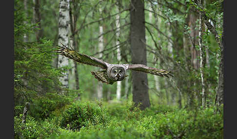 Bartkauz (Strix nebulosa)