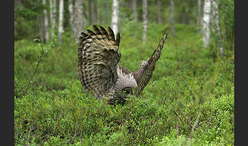 Bartkauz (Strix nebulosa)