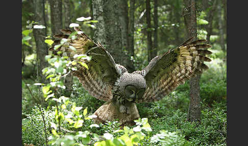 Bartkauz (Strix nebulosa)