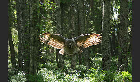 Bartkauz (Strix nebulosa)