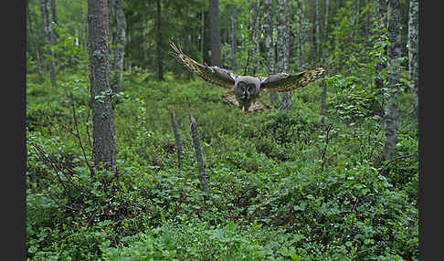 Bartkauz (Strix nebulosa)