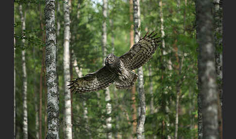 Bartkauz (Strix nebulosa)