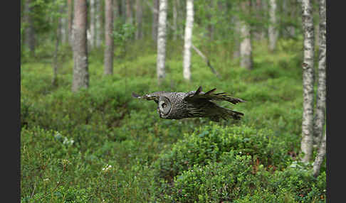 Bartkauz (Strix nebulosa)