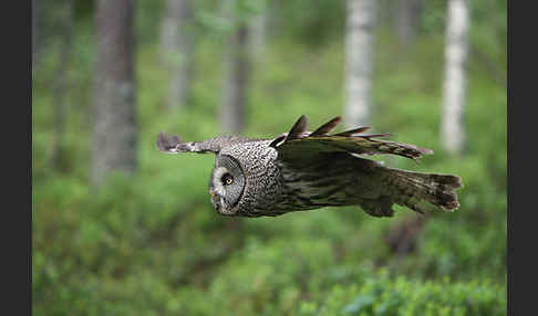 Bartkauz (Strix nebulosa)