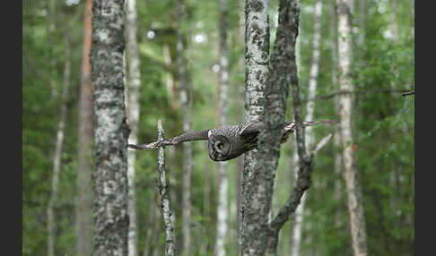 Bartkauz (Strix nebulosa)