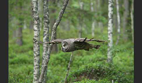 Bartkauz (Strix nebulosa)