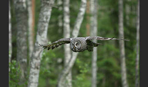 Bartkauz (Strix nebulosa)