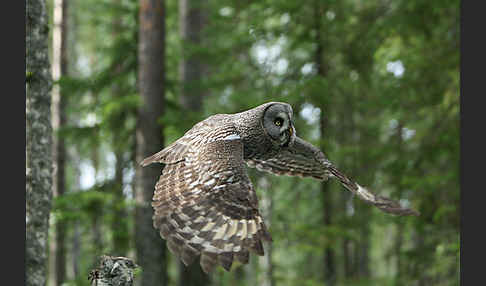 Bartkauz (Strix nebulosa)