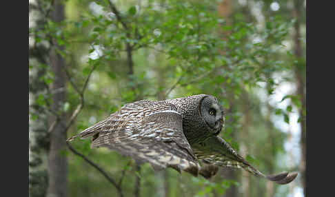 Bartkauz (Strix nebulosa)