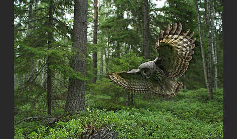 Bartkauz (Strix nebulosa)