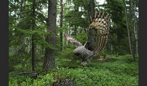 Bartkauz (Strix nebulosa)