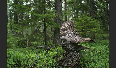 Bartkauz (Strix nebulosa)