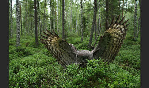 Bartkauz (Strix nebulosa)