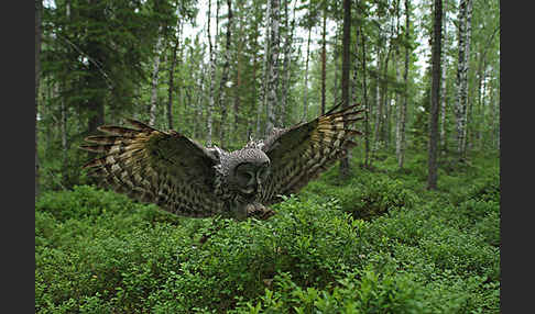 Bartkauz (Strix nebulosa)