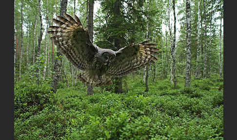 Bartkauz (Strix nebulosa)