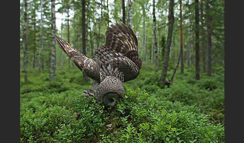 Bartkauz (Strix nebulosa)