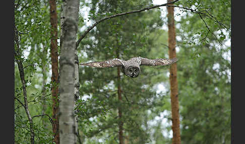 Bartkauz (Strix nebulosa)