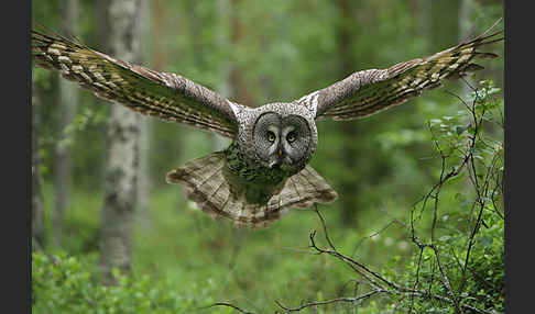 Bartkauz (Strix nebulosa)