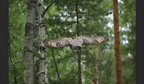 Bartkauz (Strix nebulosa)