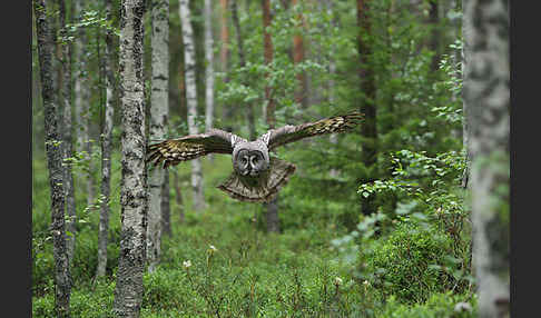 Bartkauz (Strix nebulosa)