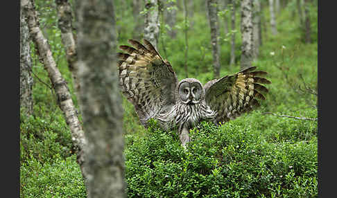 Bartkauz (Strix nebulosa)