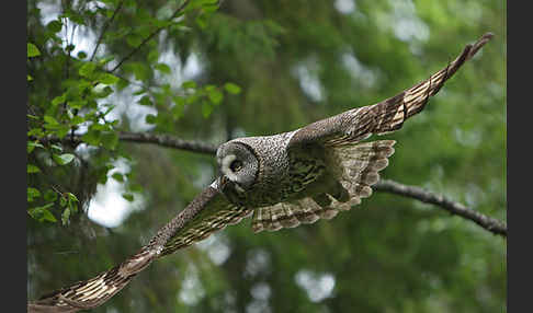 Bartkauz (Strix nebulosa)