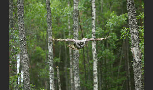 Bartkauz (Strix nebulosa)