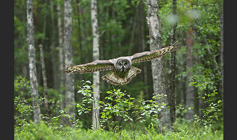 Bartkauz (Strix nebulosa)