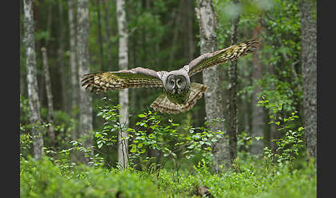 Bartkauz (Strix nebulosa)