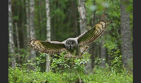 Bartkauz (Strix nebulosa)