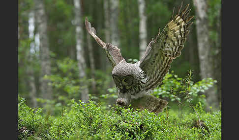 Bartkauz (Strix nebulosa)