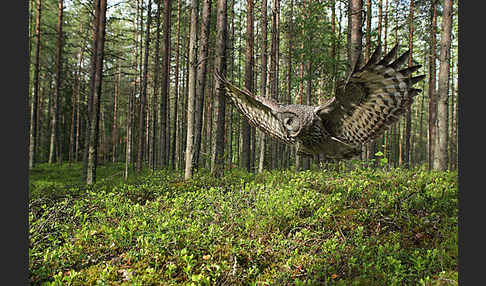 Bartkauz (Strix nebulosa)