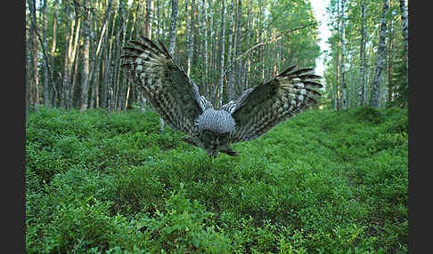 Bartkauz (Strix nebulosa)