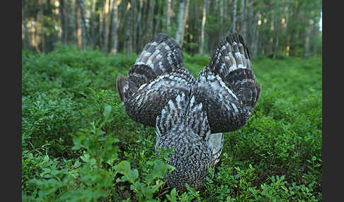 Bartkauz (Strix nebulosa)