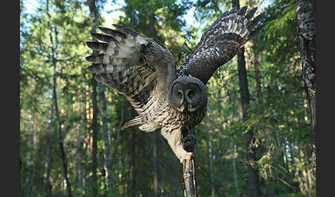 Bartkauz (Strix nebulosa)